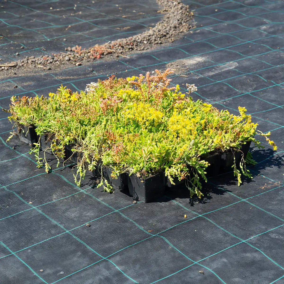 Sedum Kassetter