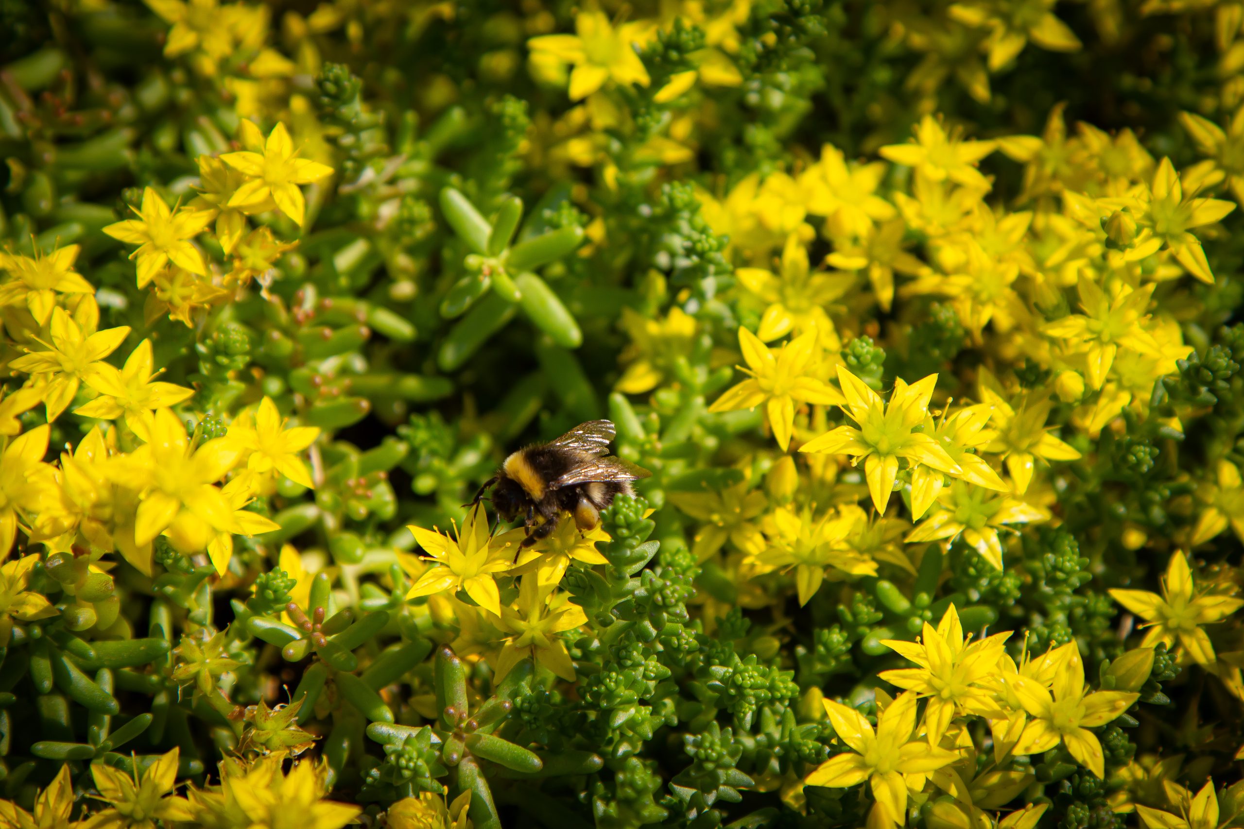 HUMLE-OG-SEDUM