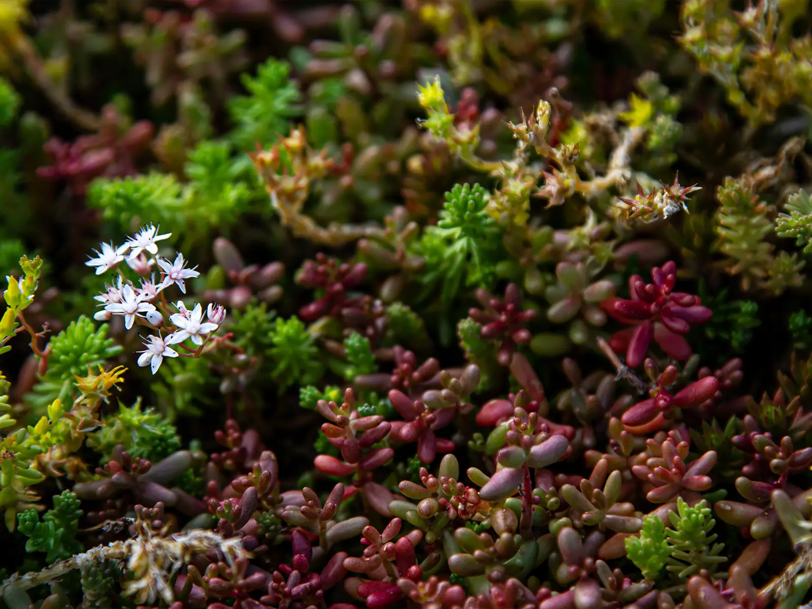 Sedum